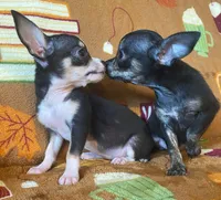 Tiger Lilly, a female Chihuahua for sale in Honea Path, SC – Photo 1 of 9