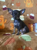 Tiger Lilly, a female Chihuahua for sale in Honea Path, SC – Photo 6 of 9