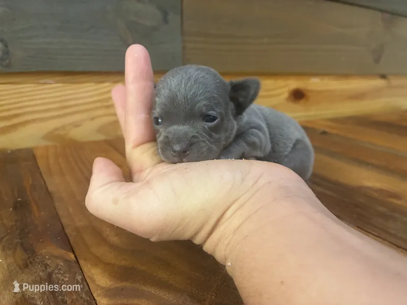 Boy Blue – Chihuahua puppy for sale in Honea Path, SC