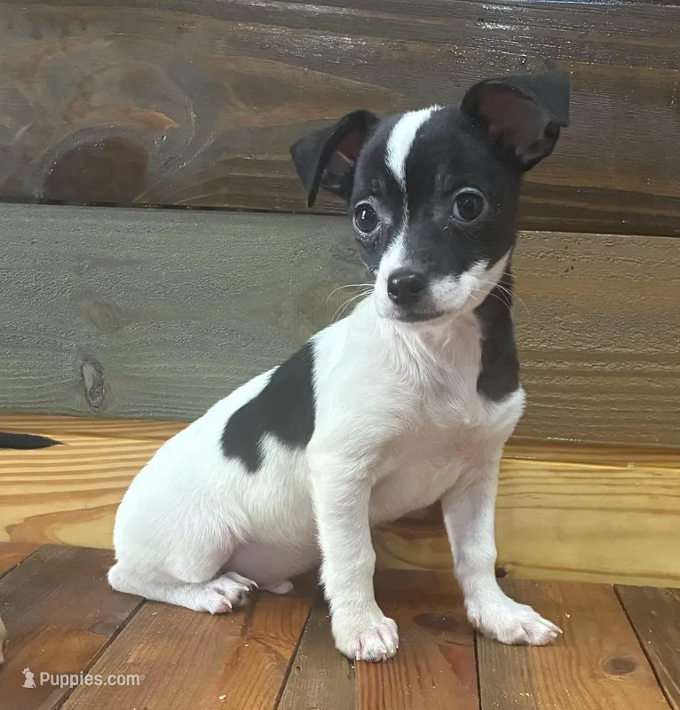 Oliver – Chihuahua puppy for sale in Honea Path, SC