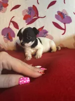 Oliver, a male Chihuahua for sale in Honea Path, SC – Photo 4 of 4