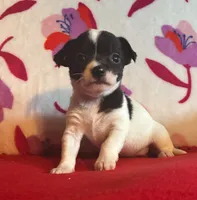 Oliver, a male Chihuahua for sale in Honea Path, SC – Photo 1 of 4