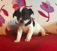 Oliver, a male Chihuahua for sale in Honea Path, SC – Photo 2 of 4