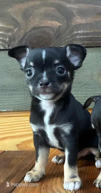 Leo – Chihuahua puppy for sale in Honea Path, SC