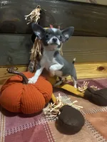 Koda blue , a male Chihuahua for sale in Honea Path, SC – 2 of 4