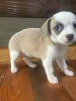 Petey , a male Chihuahua for sale in Honea Path, SC – 3 of 4