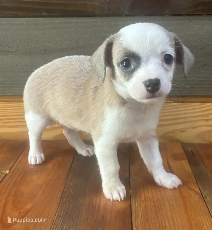 Petey  – Chihuahua puppy for sale in Honea Path, SC