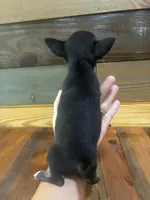Pebble , a male Chihuahua for sale in Honea Path, SC – 3 of 4