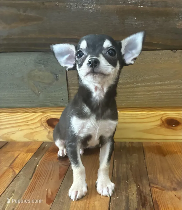 Baby teddy – Chihuahua puppy for sale in Honea Path, SC