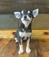 Baby teddy, a male Chihuahua for sale in Honea Path, SC – Photo 1 of 4
