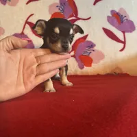 Baby teddy, a male Chihuahua for sale in Honea Path, SC – Photo 4 of 4