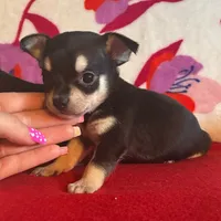 Baby teddy, a male Chihuahua for sale in Honea Path, SC – Photo 2 of 4
