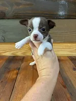 Mocha, a male Chihuahua for sale in Honea Path, SC – 2 of 3