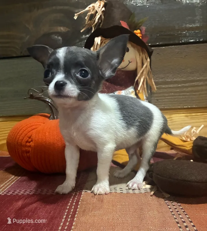 Blue spot  – Chihuahua puppy for sale in Honea Path, SC