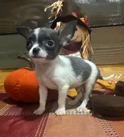 Blue spot , a male Chihuahua for sale in Honea Path, SC – 1 of 4