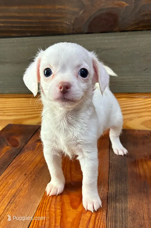 Little Fireball  – Chihuahua puppy for sale in Honea Path, SC