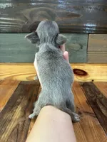Lavender Jewel 💎 , a female Chihuahua for sale in Honea Path, SC – 5 of 5