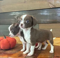 Java, a male Chihuahua for sale in Honea Path, SC – 3 of 8