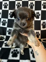 Beautiful blue, a male Chihuahua for sale in Honea Path, SC – Photo 6 of 10