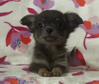 Beautiful blue, a male Chihuahua for sale in Honea Path, SC – Photo 3 of 10