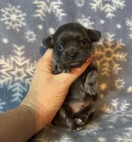 Beautiful blue, a male Chihuahua for sale in Honea Path, SC – Photo 9 of 10