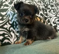 Beautiful blue, a male Chihuahua for sale in Honea Path, SC – Photo 4 of 10