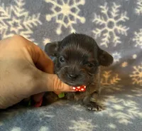 Beautiful blue, a male Chihuahua for sale in Honea Path, SC – Photo 8 of 10