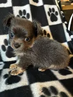 Beautiful blue, a male Chihuahua for sale in Honea Path, SC – Photo 7 of 10