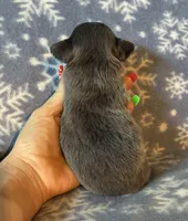 Beautiful blue, a male Chihuahua for sale in Honea Path, SC – Photo 10 of 10