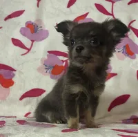 Beautiful blue, a male Chihuahua for sale in Honea Path, SC – Photo 1 of 10