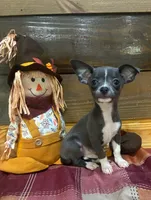 Blue Blaze , a male Chihuahua for sale in Honea Path, SC – 4 of 4