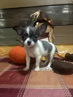 Blue spot , a male Chihuahua for sale in Honea Path, SC – 4 of 4