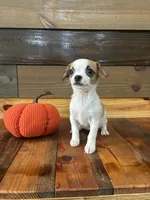 Autumm, a female Chihuahua for sale in Honea Path, SC – 6 of 9
