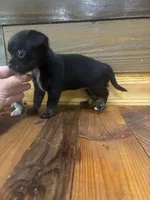 Peggy sue , a female Chihuahua for sale in Honea Path, SC – 2 of 4