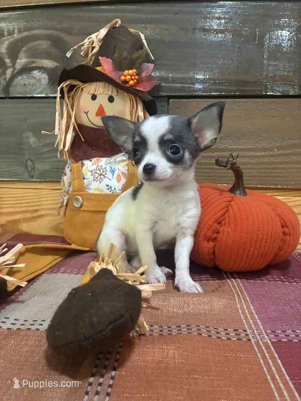 Little lady bug – Chihuahua puppy for sale in Honea Path, SC