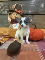 Little lady bug, a female Chihuahua for sale in Honea Path, SC – 1 of 6