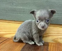 Lavender Jewel 💎 , a female Chihuahua for sale in Honea Path, SC – 4 of 5