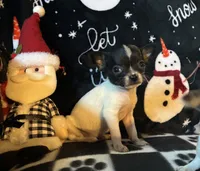 Noel, a female Chihuahua for sale in Honea Path, SC – Photo 1 of 5