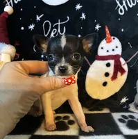 Noel, a female Chihuahua for sale in Honea Path, SC – Photo 3 of 5