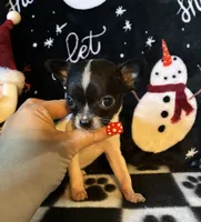 Noel, a female Chihuahua for sale in Honea Path, SC – Photo 2 of 5