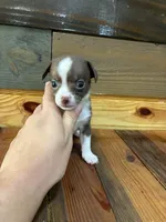 Java, a male Chihuahua for sale in Honea Path, SC – 2 of 2