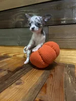 Harley, a female Chihuahua for sale in Honea Path, SC – 4 of 4