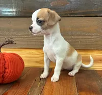 Autumm, a female Chihuahua for sale in Honea Path, SC – 5 of 9