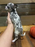 Harley, a female Chihuahua for sale in Honea Path, SC – 3 of 4