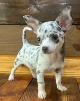Sparkle , a female Chihuahua for sale in Honea Path, SC – 2 of 5