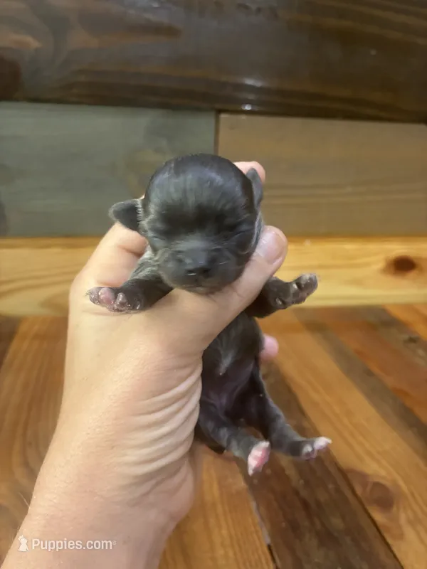 Little diamond 💍  – Chihuahua puppy for sale in Honea Path, SC