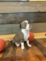 Java, a male Chihuahua for sale in Honea Path, SC – 5 of 8