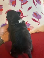 Bear, a male Chihuahua for sale in Honea Path, SC – Photo 4 of 5