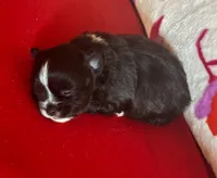 Bear, a male Chihuahua for sale in Honea Path, SC – Photo 2 of 5