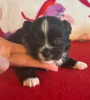 Bear, a male Chihuahua for sale in Honea Path, SC – Photo 3 of 5